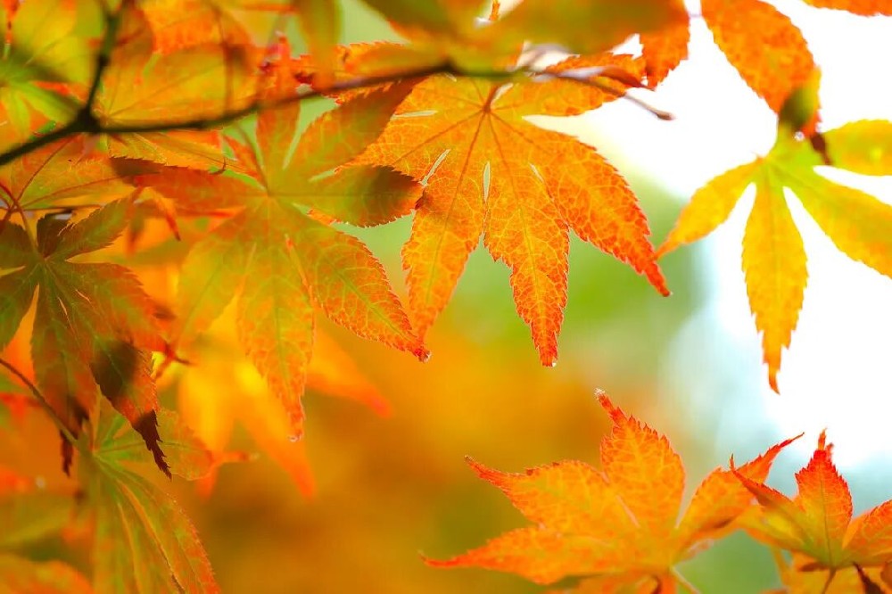 吴少里博士谈心理｜亲子教育：成为孩子的“安全基地”，而非人生的“总导演”